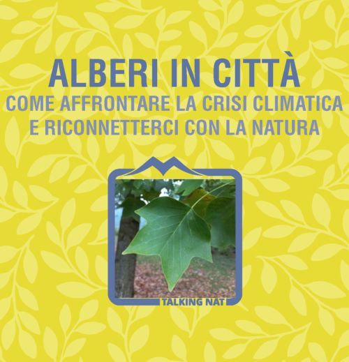 7 - La Paulownia